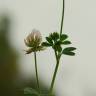 Fotografia 8 da espécie Trifolium nigrescens subesp. nigrescens do Jardim Botânico UTAD