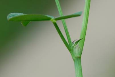 Fotografia da espécie Trifolium nigrescens subesp. nigrescens