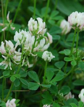 Fotografia 10 da espécie Trifolium nigrescens subesp. nigrescens no Jardim Botânico UTAD