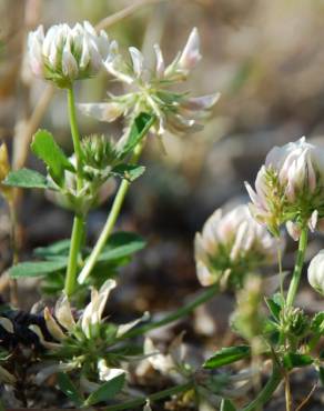 Fotografia 1 da espécie Trifolium nigrescens subesp. nigrescens no Jardim Botânico UTAD