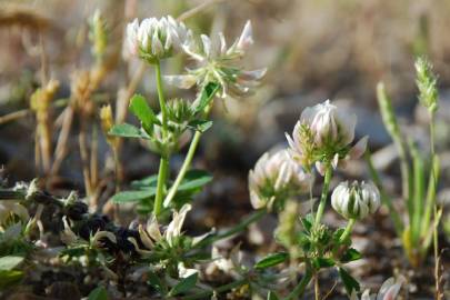 Fotografia da espécie Trifolium nigrescens subesp. nigrescens