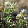 Fotografia 1 da espécie Trifolium nigrescens subesp. nigrescens do Jardim Botânico UTAD