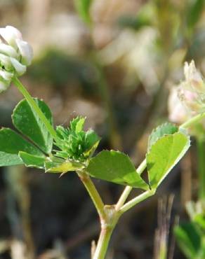 Fotografia 11 da espécie Trifolium nigrescens subesp. nigrescens no Jardim Botânico UTAD