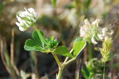 Fotografia da espécie Trifolium nigrescens subesp. nigrescens