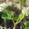 Fotografia 11 da espécie Trifolium nigrescens subesp. nigrescens do Jardim Botânico UTAD