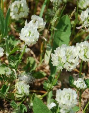 Fotografia 12 da espécie Trifolium nigrescens subesp. nigrescens no Jardim Botânico UTAD