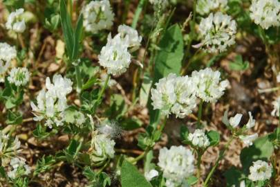 Fotografia da espécie Trifolium nigrescens subesp. nigrescens