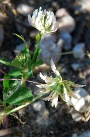 Fotografia da espécie Trifolium nigrescens subesp. nigrescens