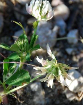 Fotografia 13 da espécie Trifolium nigrescens subesp. nigrescens no Jardim Botânico UTAD