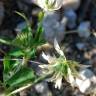 Fotografia 13 da espécie Trifolium nigrescens subesp. nigrescens do Jardim Botânico UTAD