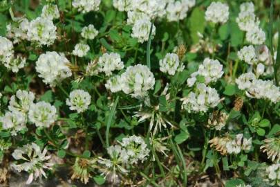 Fotografia da espécie Trifolium nigrescens subesp. nigrescens