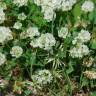 Fotografia 14 da espécie Trifolium nigrescens subesp. nigrescens do Jardim Botânico UTAD