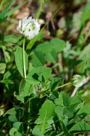 Fotografia da espécie Trifolium nigrescens subesp. nigrescens