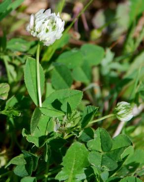 Fotografia 15 da espécie Trifolium nigrescens subesp. nigrescens no Jardim Botânico UTAD