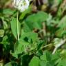 Fotografia 15 da espécie Trifolium nigrescens subesp. nigrescens do Jardim Botânico UTAD