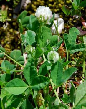 Fotografia 16 da espécie Trifolium nigrescens subesp. nigrescens no Jardim Botânico UTAD