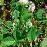 Fotografia 16 da espécie Trifolium nigrescens subesp. nigrescens do Jardim Botânico UTAD