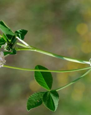 Fotografia 17 da espécie Trifolium nigrescens subesp. nigrescens no Jardim Botânico UTAD