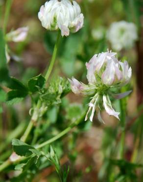 Fotografia 18 da espécie Trifolium nigrescens subesp. nigrescens no Jardim Botânico UTAD