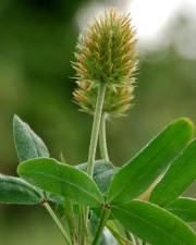 Fotografia da espécie Trifolium squarrosum