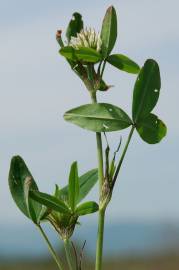 Fotografia da espécie Trifolium squarrosum