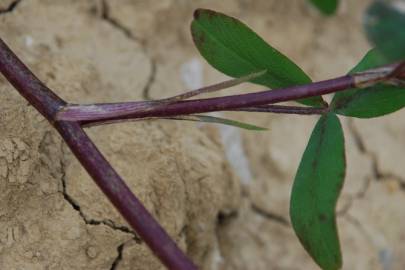 Fotografia da espécie Trifolium squarrosum