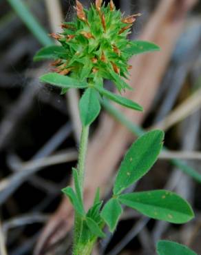 Fotografia 10 da espécie Trifolium squamosum no Jardim Botânico UTAD