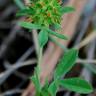 Fotografia 10 da espécie Trifolium squamosum do Jardim Botânico UTAD