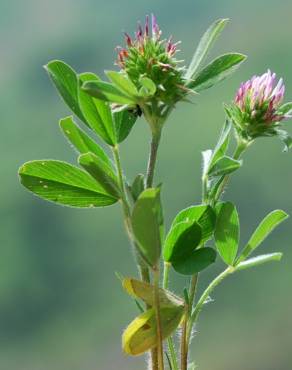 Fotografia 11 da espécie Trifolium squamosum no Jardim Botânico UTAD