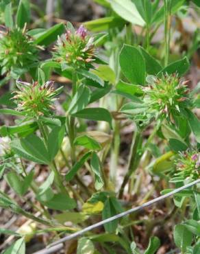 Fotografia 12 da espécie Trifolium squamosum no Jardim Botânico UTAD