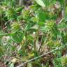 Fotografia 12 da espécie Trifolium squamosum do Jardim Botânico UTAD