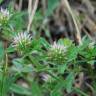 Fotografia 14 da espécie Trifolium squamosum do Jardim Botânico UTAD