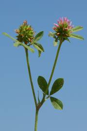 Fotografia da espécie Trifolium squamosum