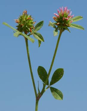Fotografia 15 da espécie Trifolium squamosum no Jardim Botânico UTAD