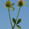 Fotografia 15 da espécie Trifolium squamosum do Jardim Botânico UTAD