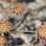 Fotografia 16 da espécie Trifolium squamosum do Jardim Botânico UTAD