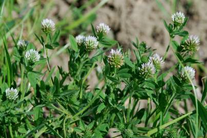 Fotografia da espécie Trifolium squamosum