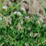 Fotografia 17 da espécie Trifolium squamosum do Jardim Botânico UTAD