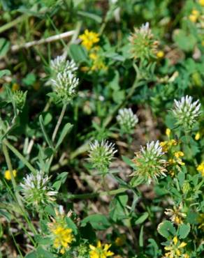 Fotografia 18 da espécie Trifolium squamosum no Jardim Botânico UTAD