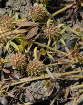 Fotografia 19 da espécie Trifolium squamosum no Jardim Botânico UTAD