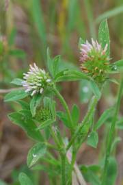 Fotografia da espécie Trifolium squamosum