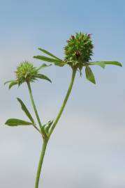 Fotografia da espécie Trifolium squamosum