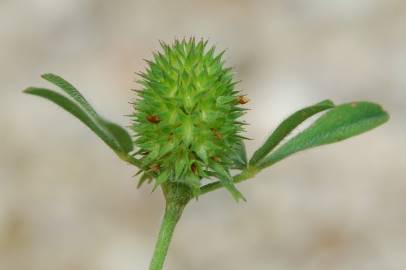 Fotografia da espécie Trifolium squamosum