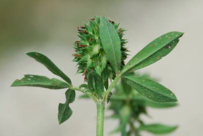Fotografia da espécie Trifolium squamosum