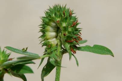 Fotografia da espécie Trifolium squamosum