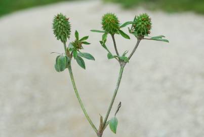 Fotografia da espécie Trifolium squamosum