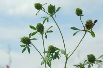 Fotografia da espécie Trifolium squamosum