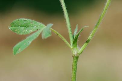 Fotografia da espécie Trifolium squamosum