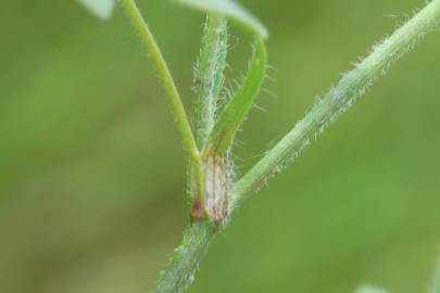 Fotografia da espécie Trifolium squamosum