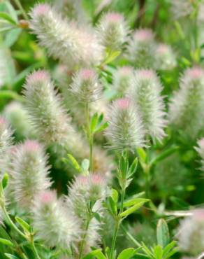 Fotografia 4 da espécie Trifolium arvense var. arvense no Jardim Botânico UTAD